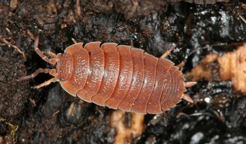 Porcellio scaber