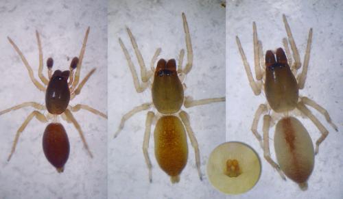 Réf. 17 133 : Clubiona subtilis