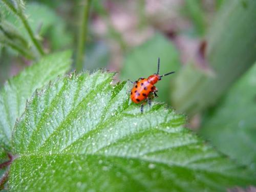 Réf. 17 360 : Crioceris duodecimpunctata
