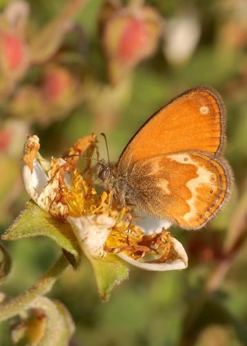 photo de papillon