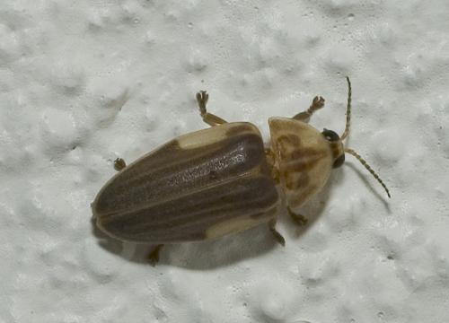 Réf. 17 153 : Aspisoma ignitum