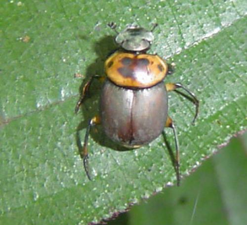 Canthon triangularis