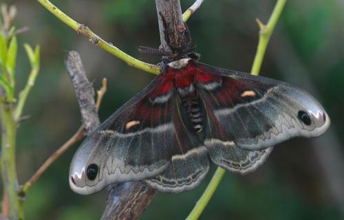 Hyalophora columbia