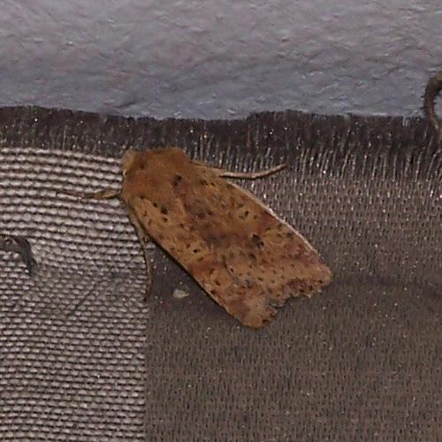 Réf. 17 240 : Conistra rubiginea
