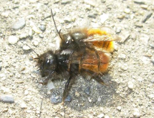 Osmia cornuta