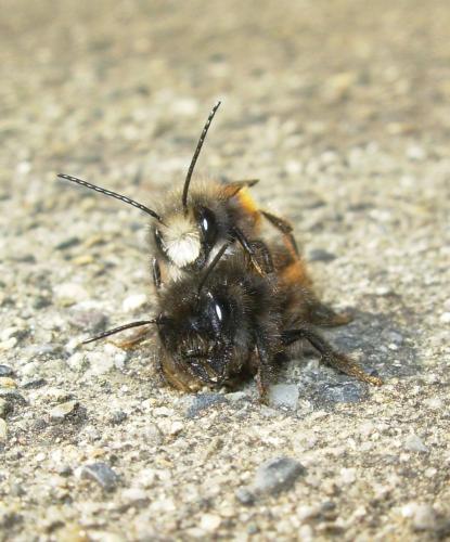 Osmia cornuta
