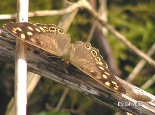 Pararge aegeria