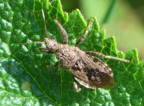 Coranus griseus