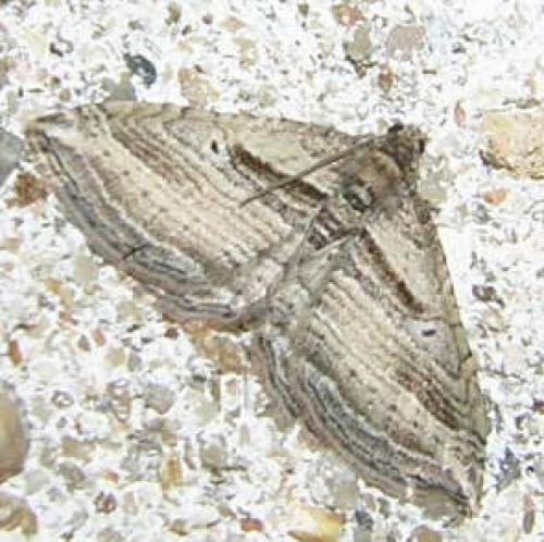 Réf. 17 456 : Costaconvexa polygrammata