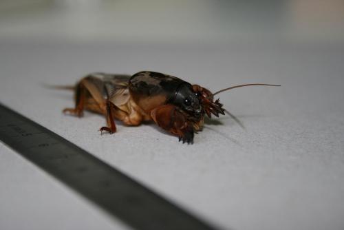 Gryllotalpa gryllotalpa