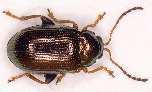 Réf. 17 246 : Crepidodera aurea