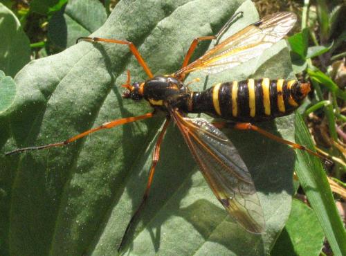 Ctenophora flaveolata