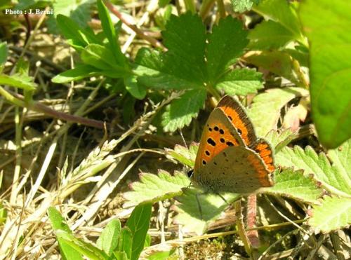 Lycaena phlaeas