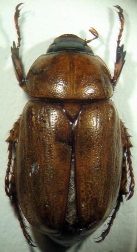 Réf. 17 058 : Cyclocephala putrida