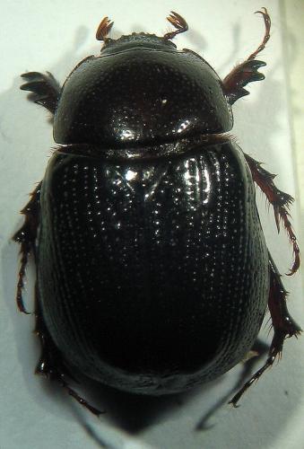 Tomarus burmeisteri