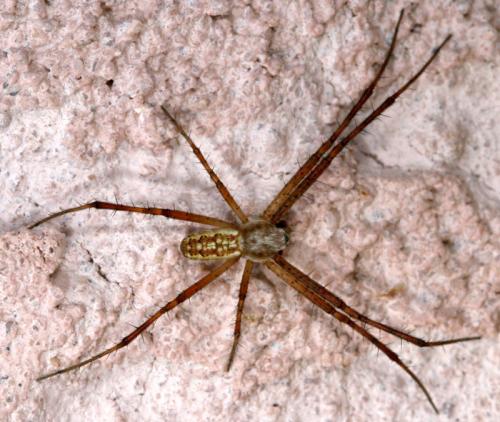 Argiope bruennichi