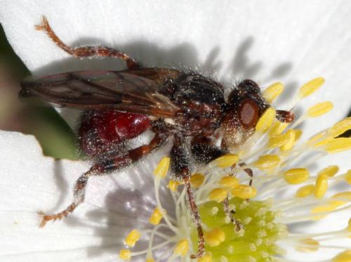 Myopa sp.