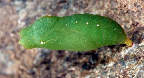 Lasiommata sp.