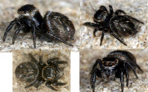Réf. 17 977 : Evarcha arcuata