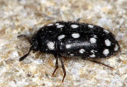 Attagenus punctatus