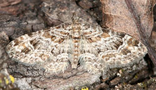 Réf. 17 978 : Gymnoscelis rufifasciata