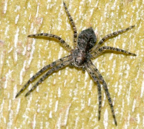 Philodromus sp.