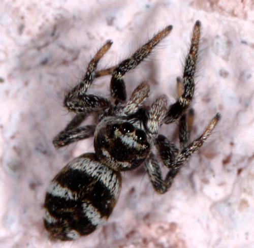 Salticus scenicus