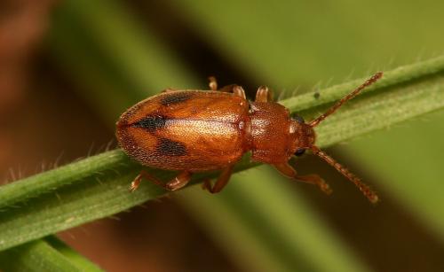 Réf. 17 177 : Dapsa trimaculata