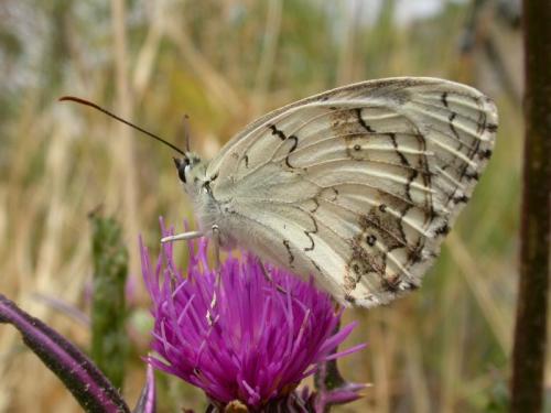 Melanargia titea