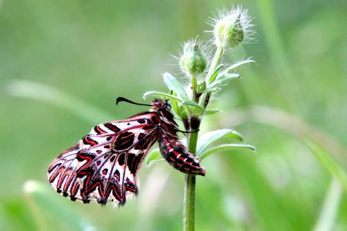 Zerynthia polyxena