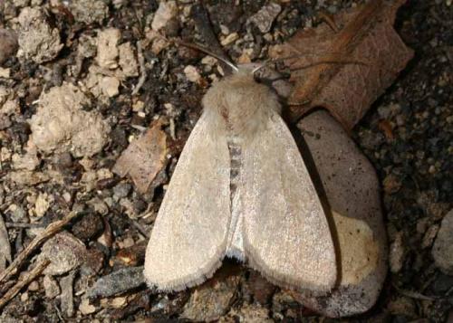 Réf. 17 775 : Orthosia cruda