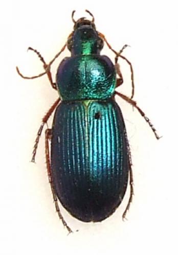 Chlaenius decipiens