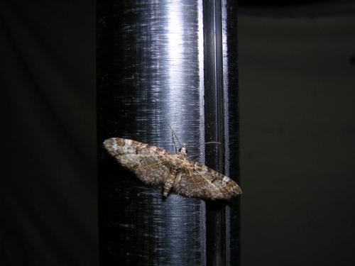 Eupithecia sp.