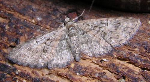 Réf. 17 644 : Eupithecia abbreviata