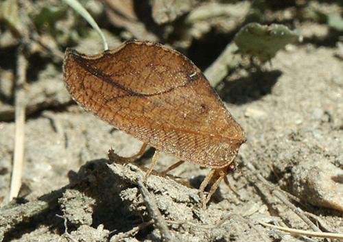 Drepanepteryx phalaenoides