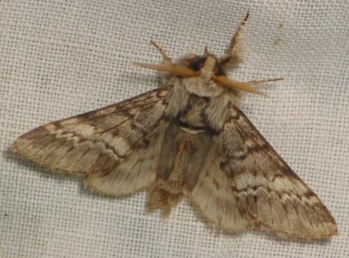 Drymonia ruficornis