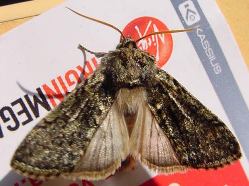 Polyploca ridens
