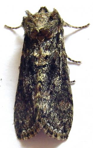 Polyploca ridens