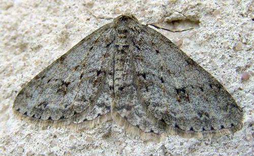 Ectropis crepuscularia