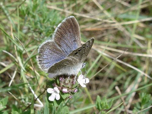 Glaucopsyche melanops