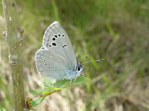 Glaucopsyche melanops