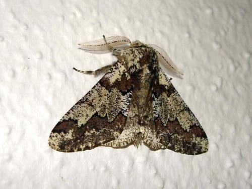 Réf. 17 013 : Biston strataria