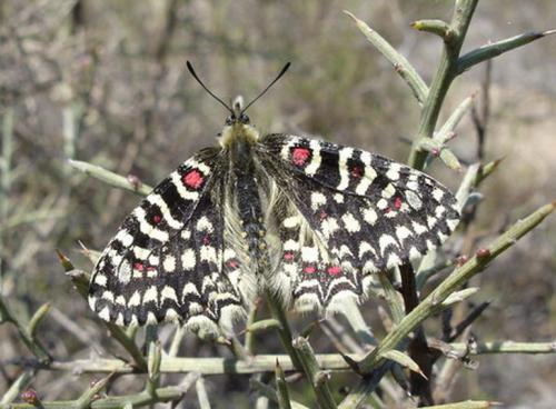 Zerynthia rumina