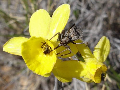 Rhynocoris erythropus