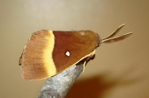 Lasiocampa quercus