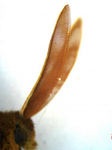 Lasiocampa quercus