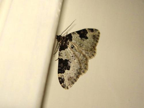 Xanthorhoe fluctuata