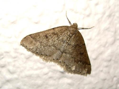 Aleucis distinctata