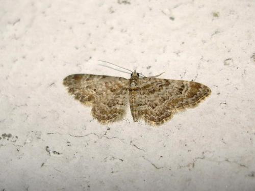 Gymnoscelis rufifasciata