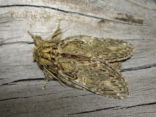 Peridea anceps